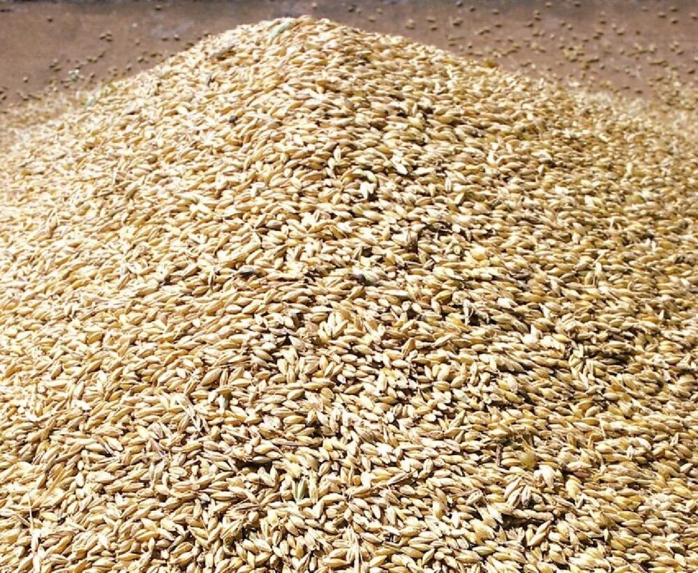 WHEAT GRAIN ( MILLING WHEAT, HARD WHEAT, SOFT WHEAT & DURUM WHEAT)